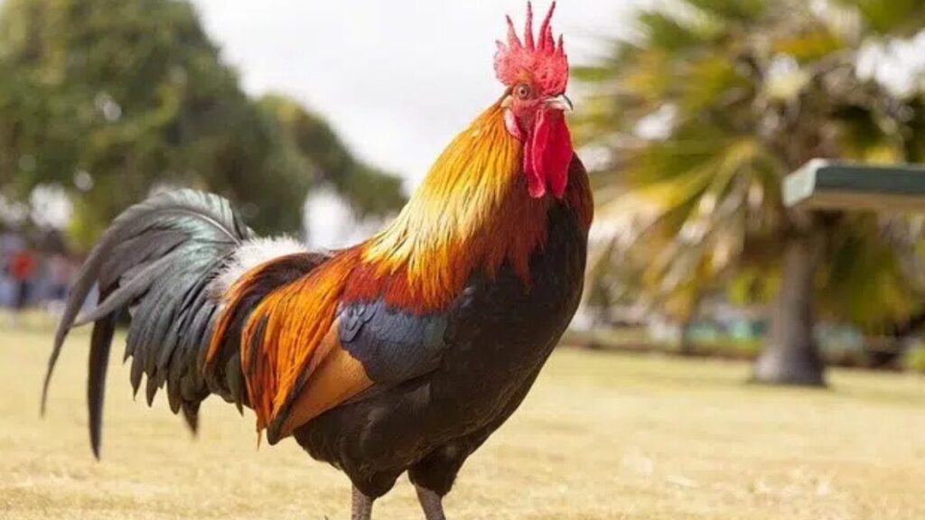 comunidad indigena wayuu protesta por la muerte de un gallo en la guajira bloquean la via al complejo carbonifero de cerrejon comunidad indigena wayuu protesta por la muerte de un gallo en la guajira