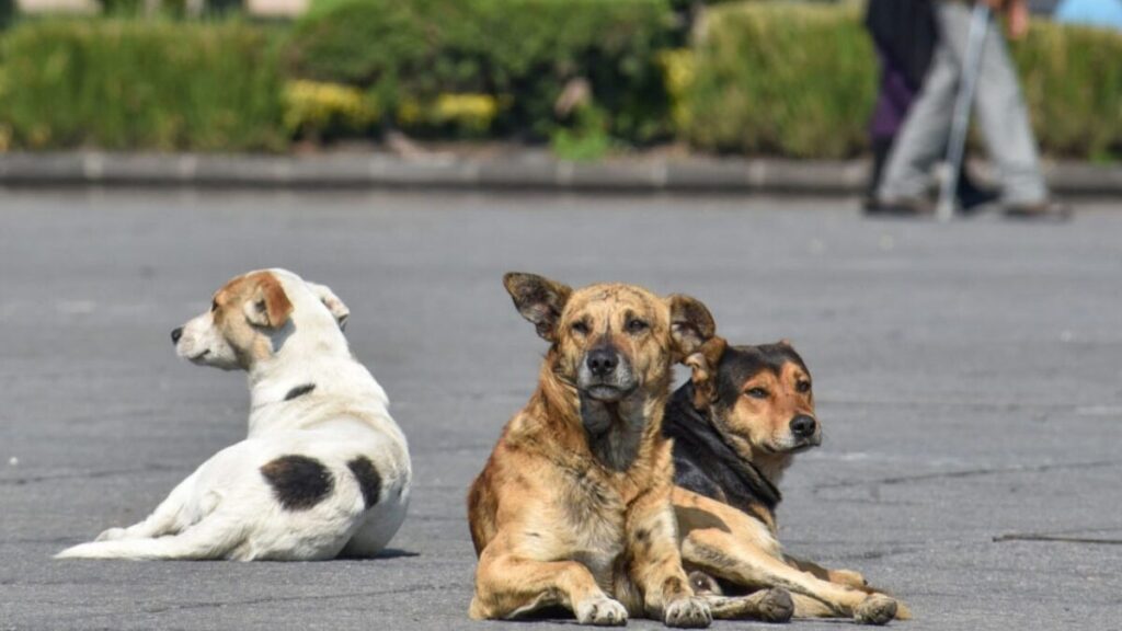 preocupante ola de violencia contra animales en belen de umbria un perro muerto a tiros y decenas de mascotas envenenadas preocupante ola de violencia contra animales en belen de umbria un perro muert